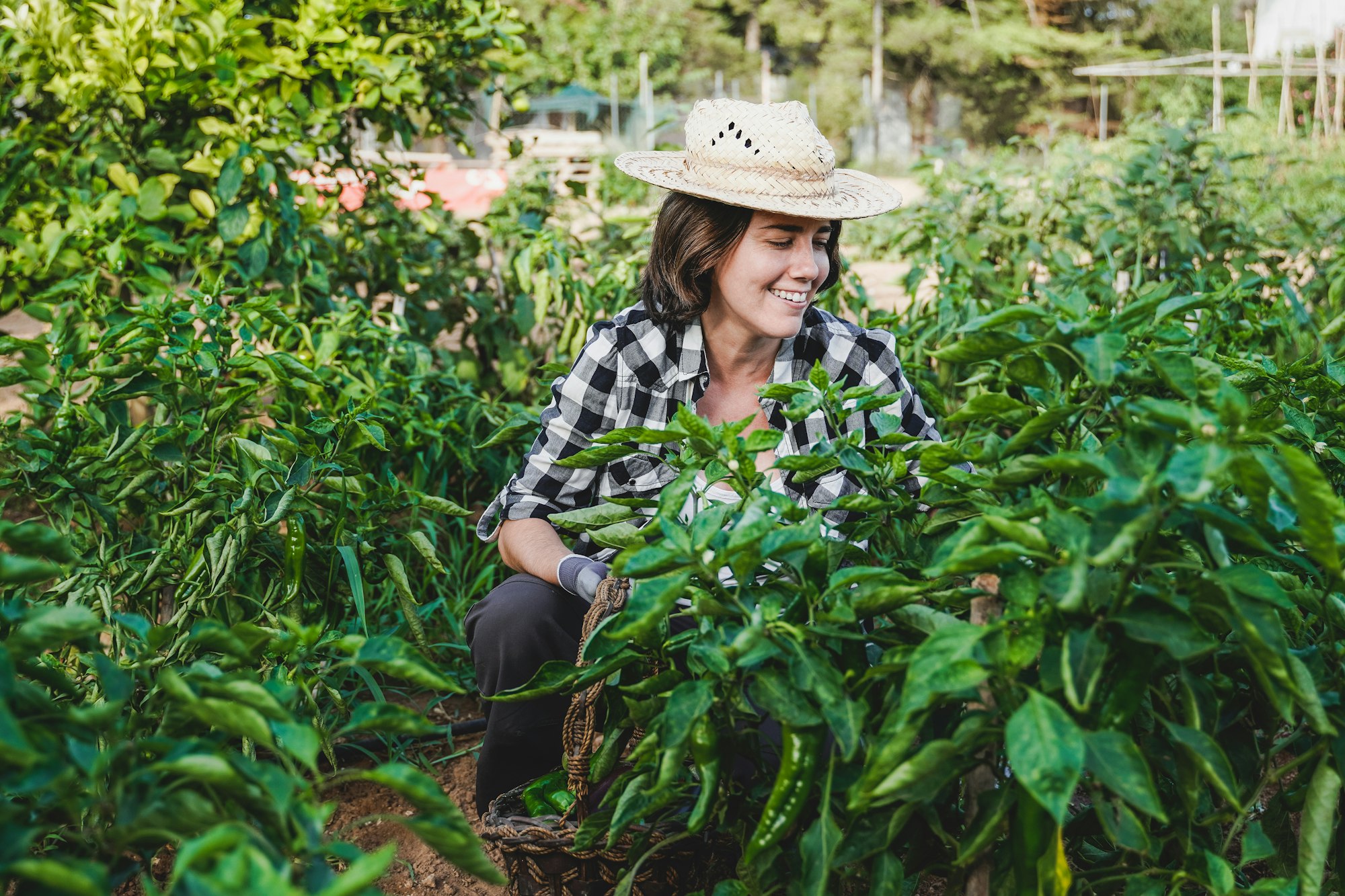 Young farmer woman working at rural farm picking bio organic peppers - Harvest season concept